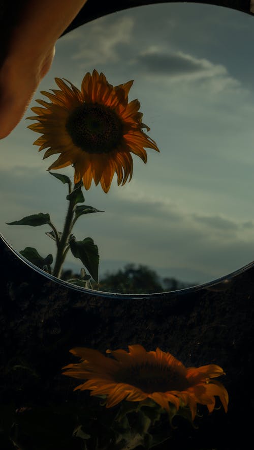 Free Reflection of Sunflower on Mirror Stock Photo