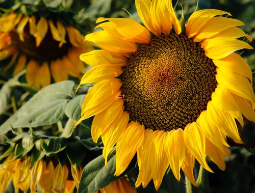Free Bright yellow sunflower in full bloom with green leaves, captured outdoors in Mexico. Stock Photo