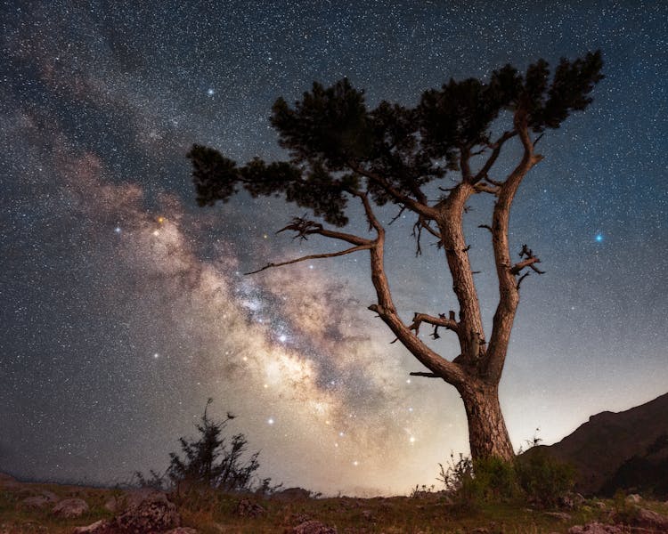 Tree Against Night Sky