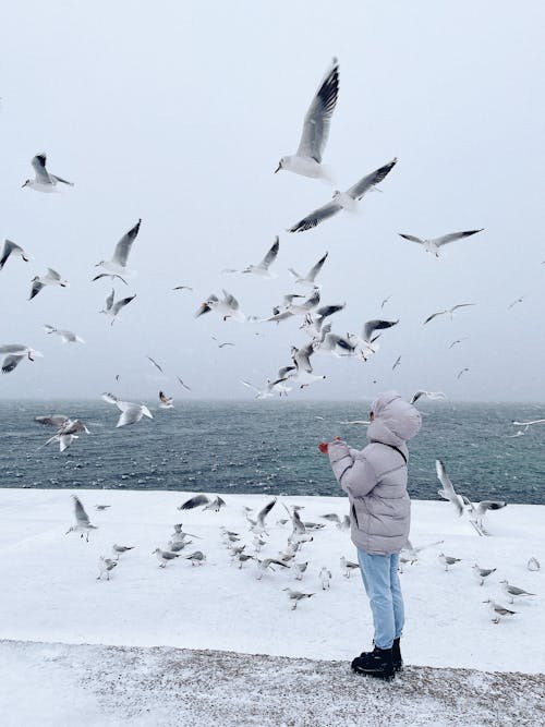 Foto profissional grátis de aves marinhas, birds_flying, casaco