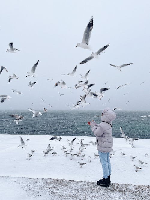 Foto d'estoc gratuïta de aus marines, clima fred, gavines