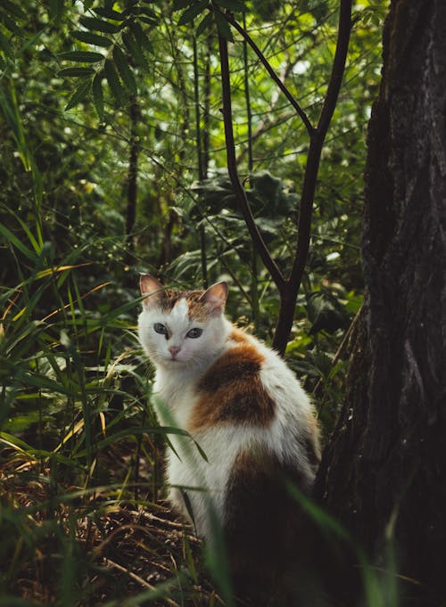 Free White and Brown Cat on Tree Stock Photo
