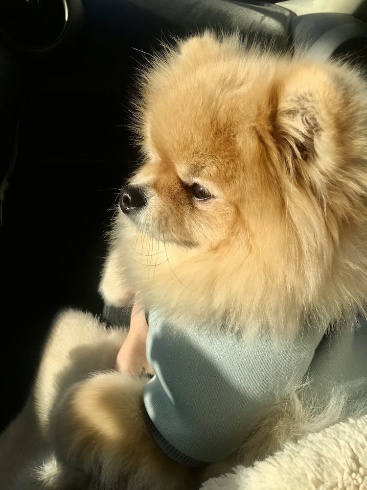 Close-up Of A Pomeranian Dog With Clothes