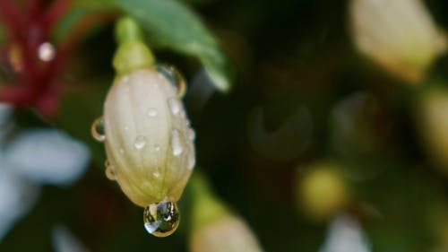 Free stock photo of close, drops, flower Stock Photo