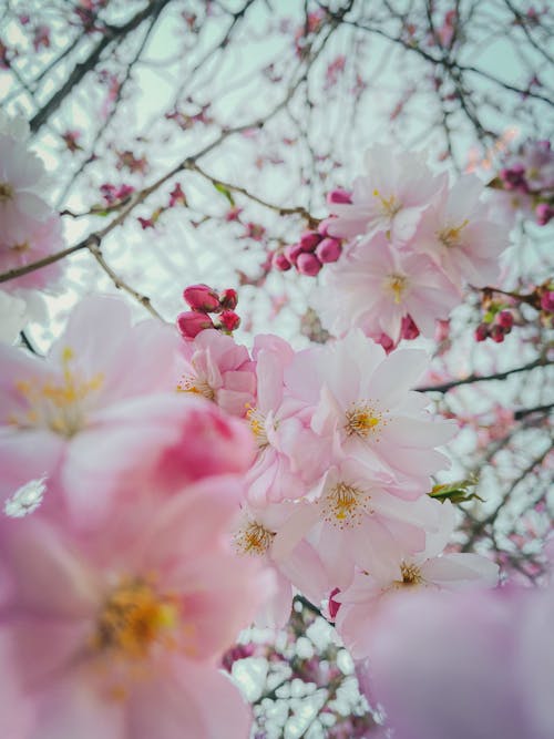 бесплатная Бесплатное стоковое фото с вертикальный выстрел, розовые цветы, флора Стоковое фото