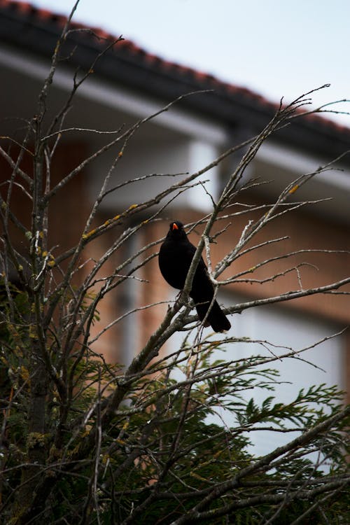 Free Photo of a Blackbird Perched on a Branch Stock Photo