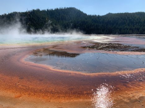 A vibrant geothermal hot spring surrounded by trees, emitting steam at Yellowstone National Park.