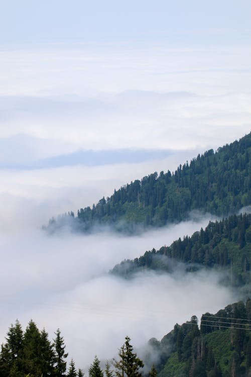 Free Clouds Covering a Forest Stock Photo