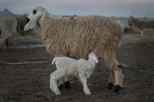 Sheep Feeding baby Sheep