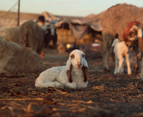 White Sheep on Brown Soil