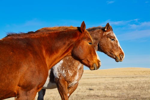 Gratis stockfoto met beesten, blauwe lucht, bruin