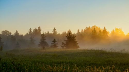Free Captivating sunrise over a mist-covered pine forest with an open grassy field. Stock Photo