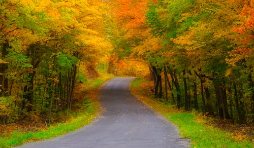 Бесплатное стоковое фото с деревья, дороги, желтые листья