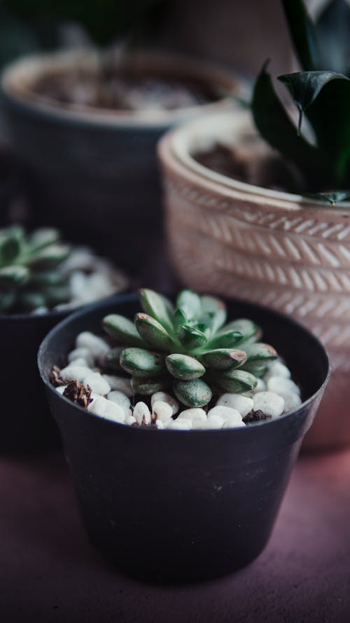 Gratis lagerfoto af flora, gryde, lodret skud