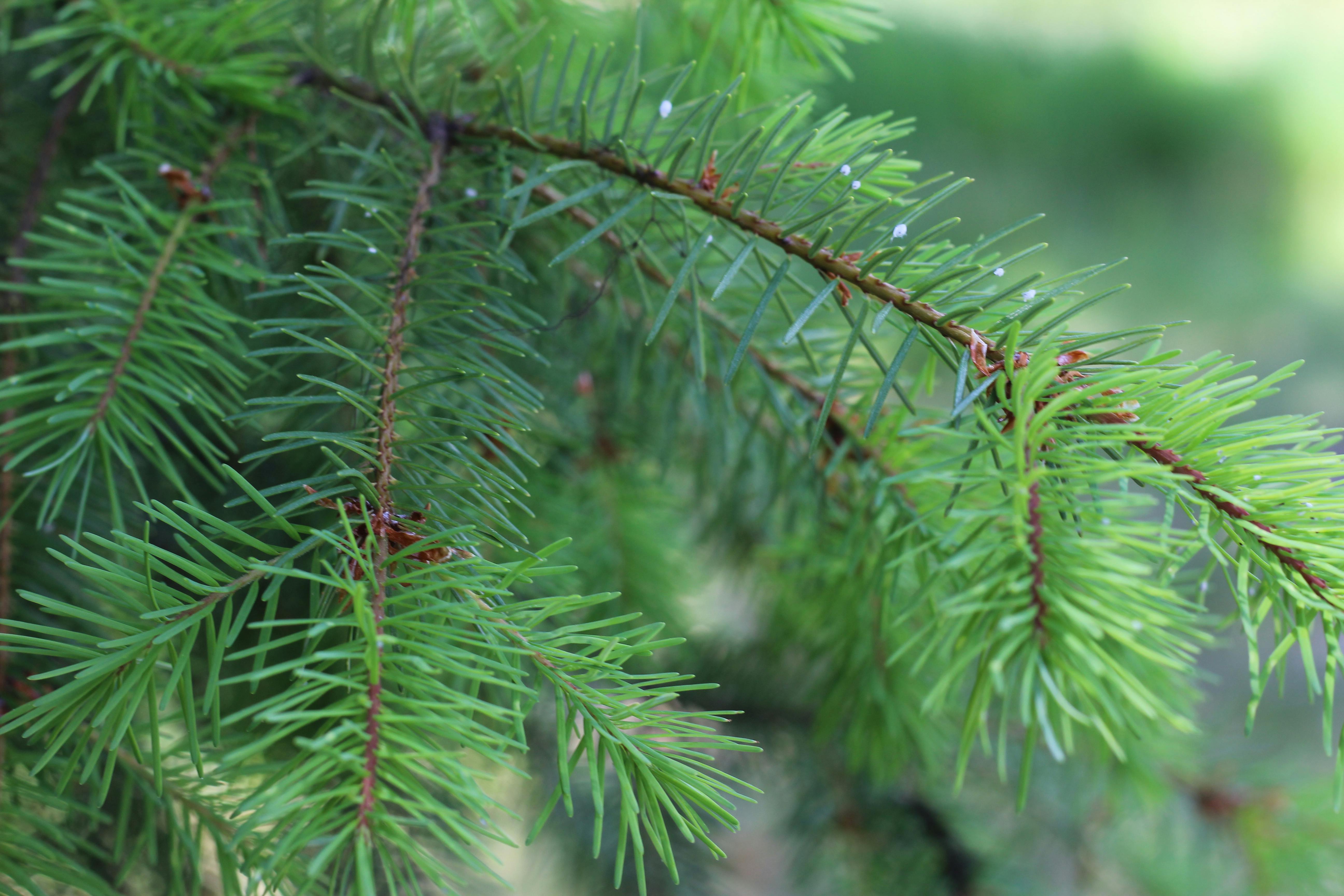 Free stock photo of evergreen, pine, tree