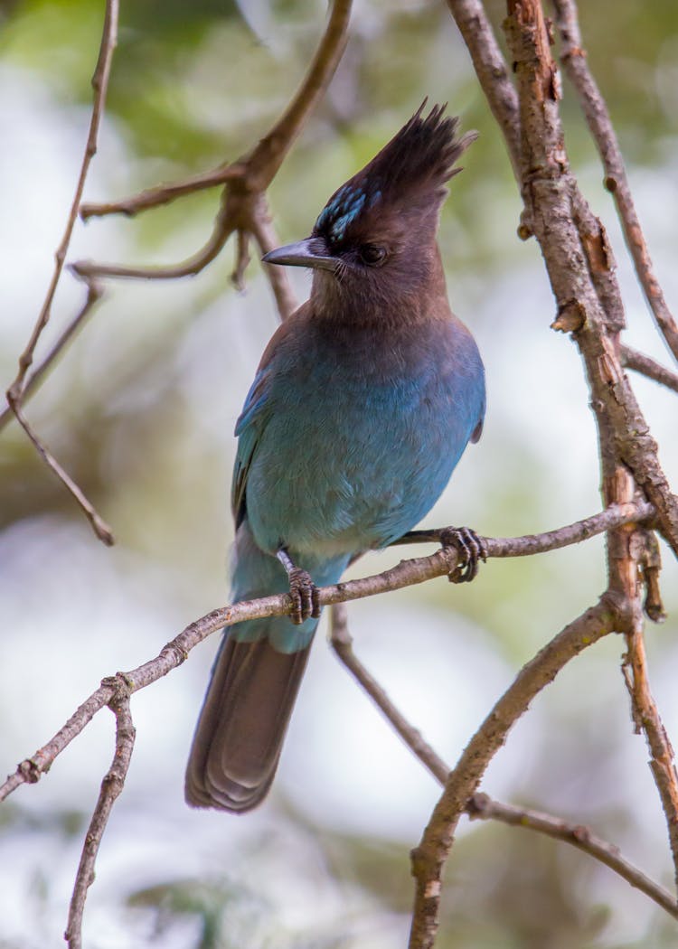 Close-up Of A Blue Steller's Jay Bird On A Branche