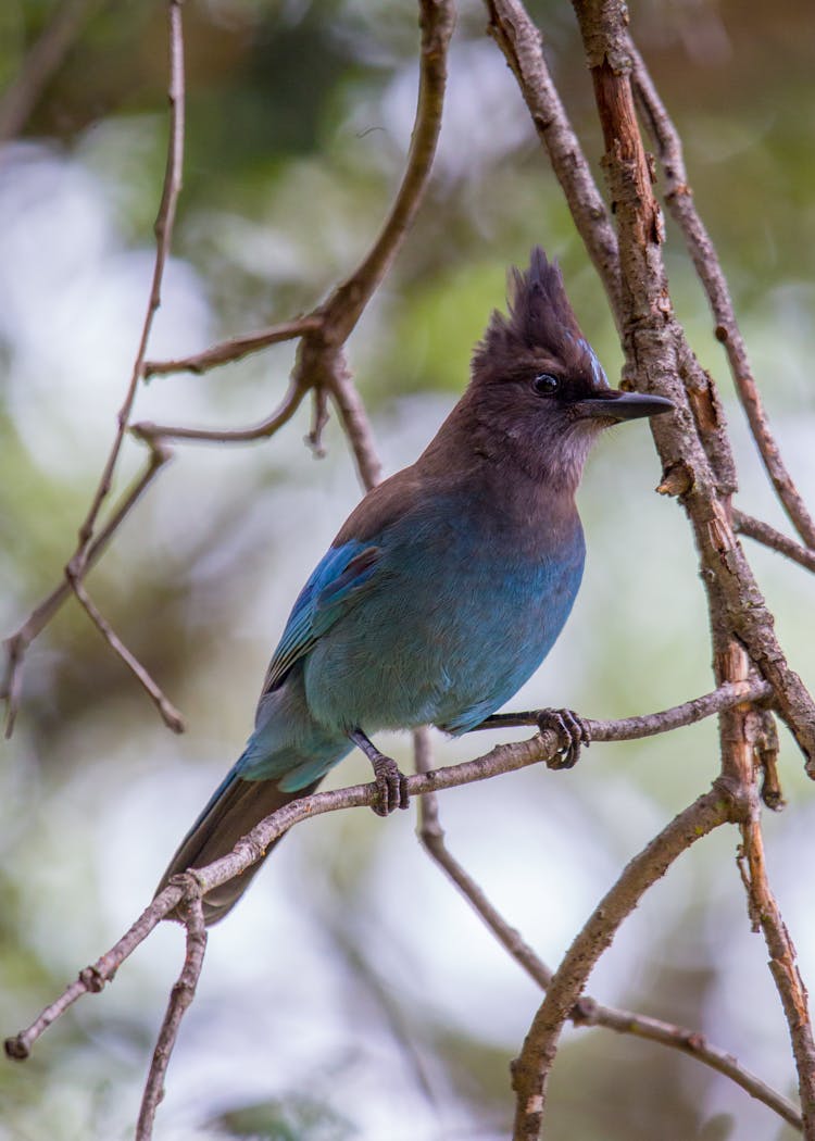 Close-up Of A Steller's Jay Bird