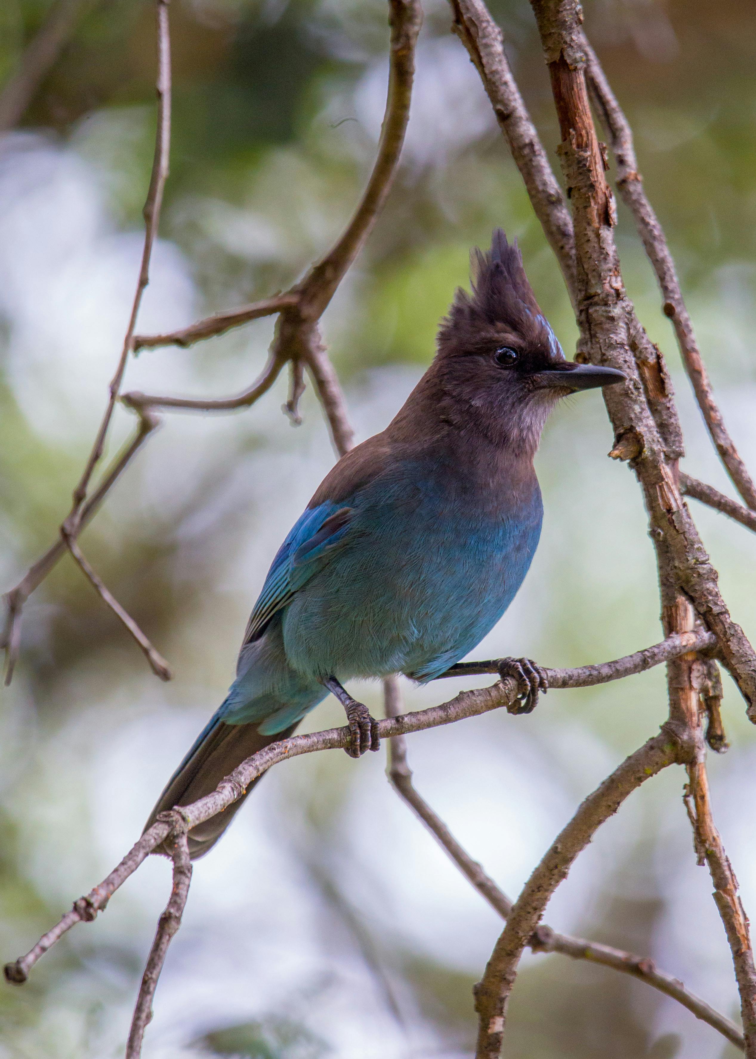 Blue Jay Is Sitting On A Branch In The Forest Background, Picture Of Female  Blue Jay Bird Background Image And Wallpaper for Free Download