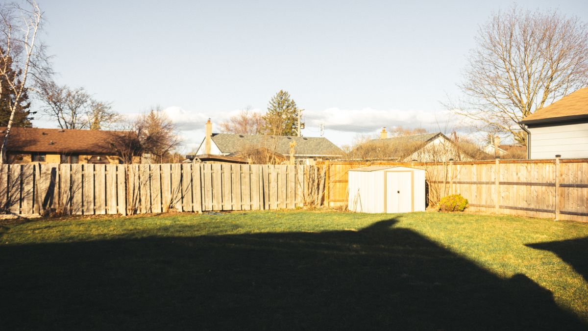 A sunny backyard lawn with a fence and shed.