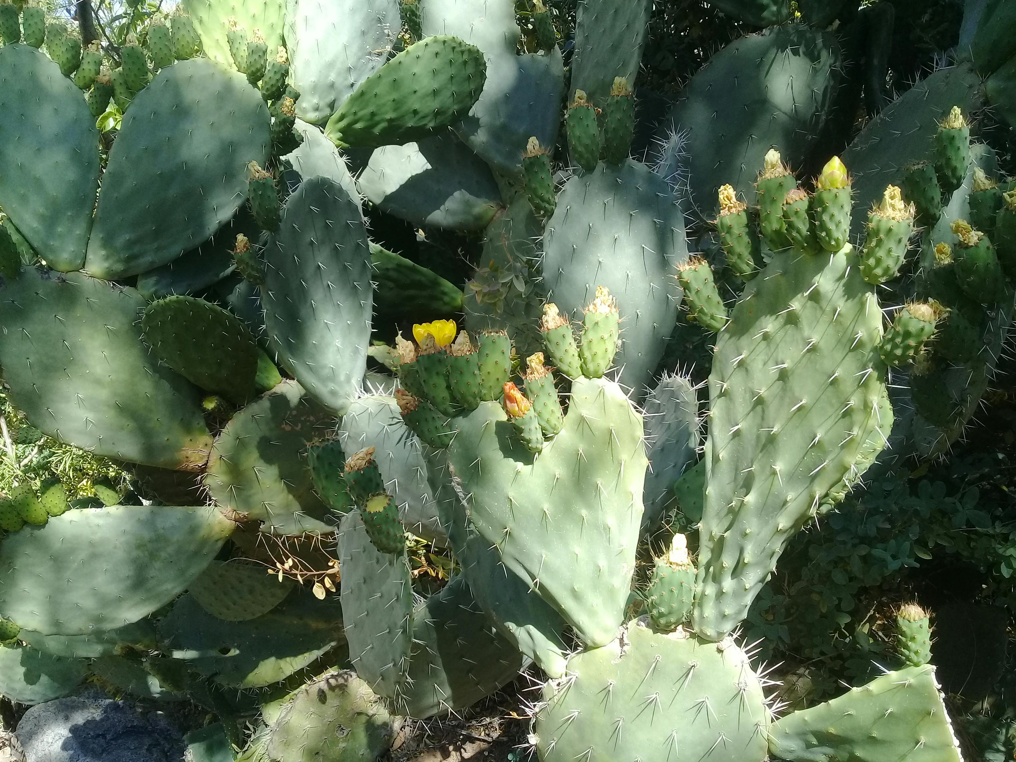 Free stock photo of cactus, cactus flower, cactus plant