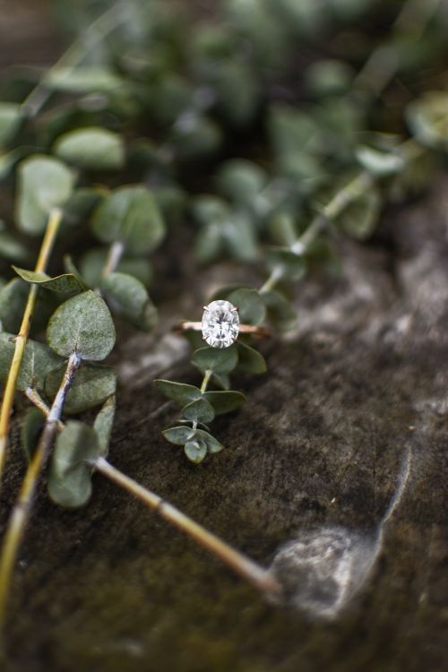 Free Close-up of a dazzling diamond ring nestled on a leafy backdrop. Stock Photo