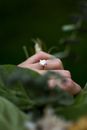 White Flower in Tilt Shift Lens