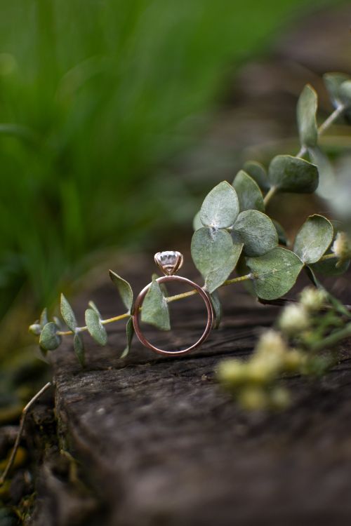 Free Close-up of a diamond ring elegantly resting on a eucalyptus branch with a scenic outdoor backdrop. Stock Photo