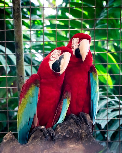 Ücretsiz Amerika papağanı, çift, dikey atış içeren Ücretsiz stok fotoğraf Stok Fotoğraflar