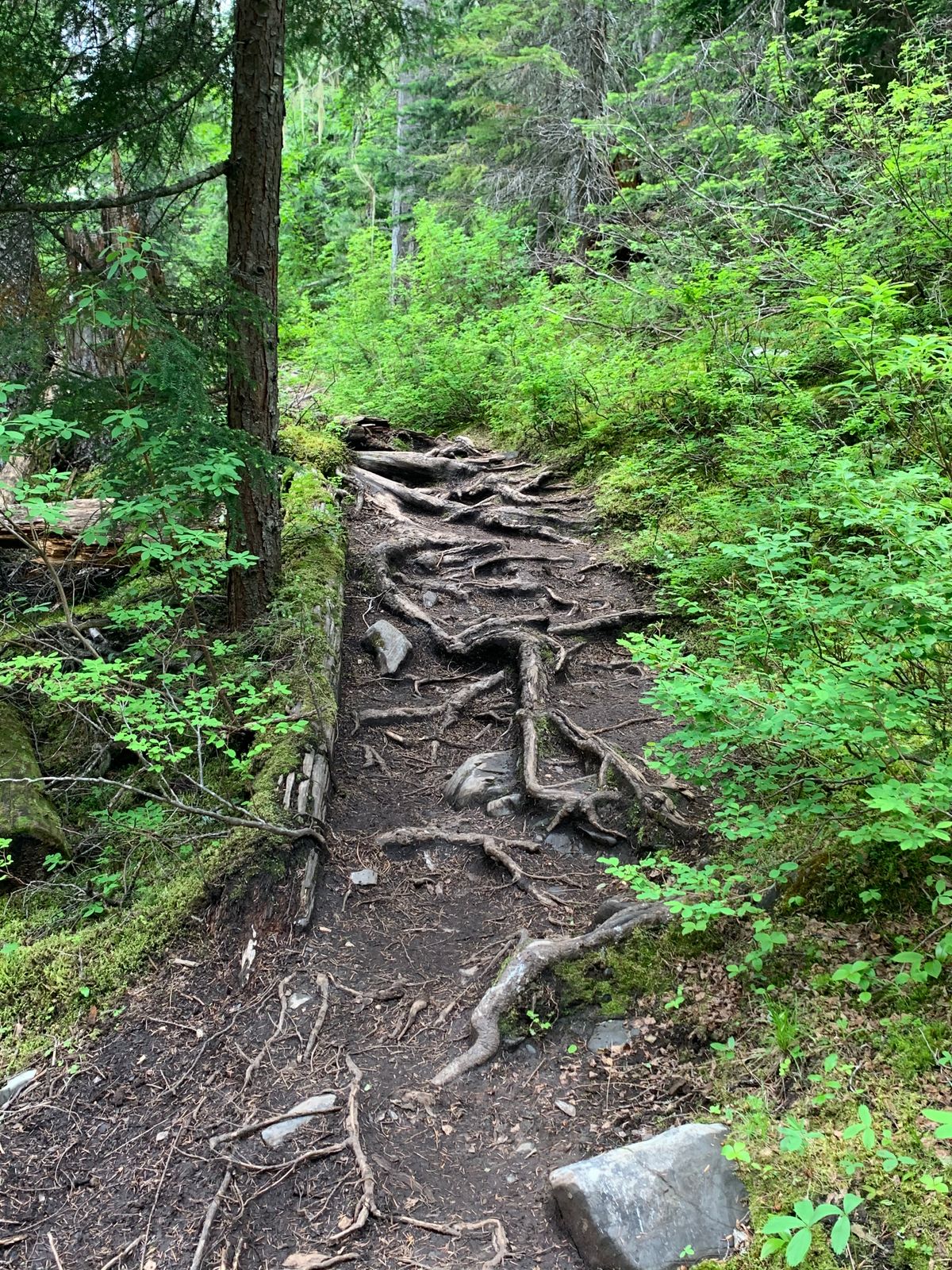 Illustrative forest trail and green trees near Riverwoods