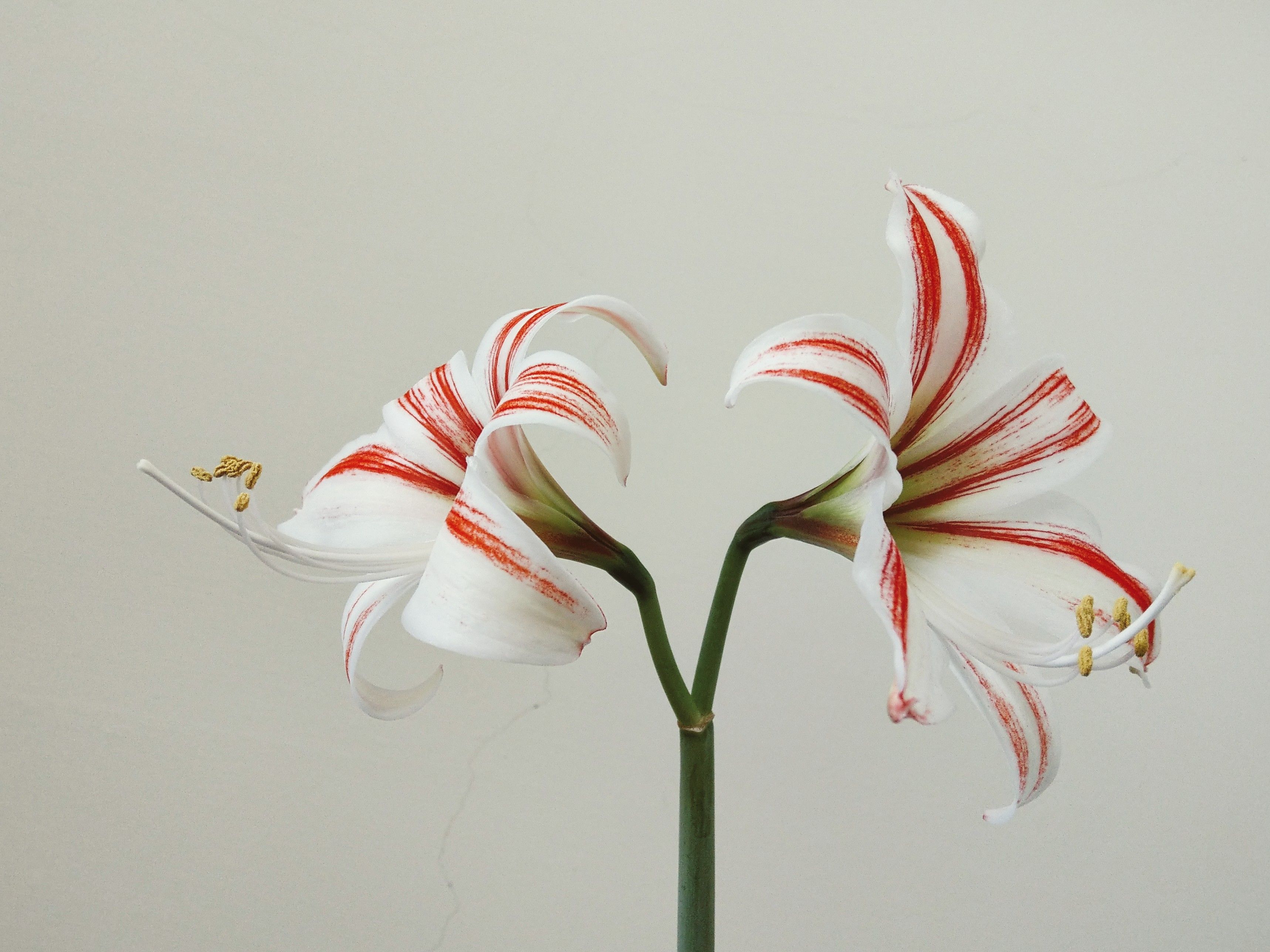 De franc Foto d'estoc gratuïta de Amaril·lis, amaryllidaceae, arranjament floral Foto d'estoc