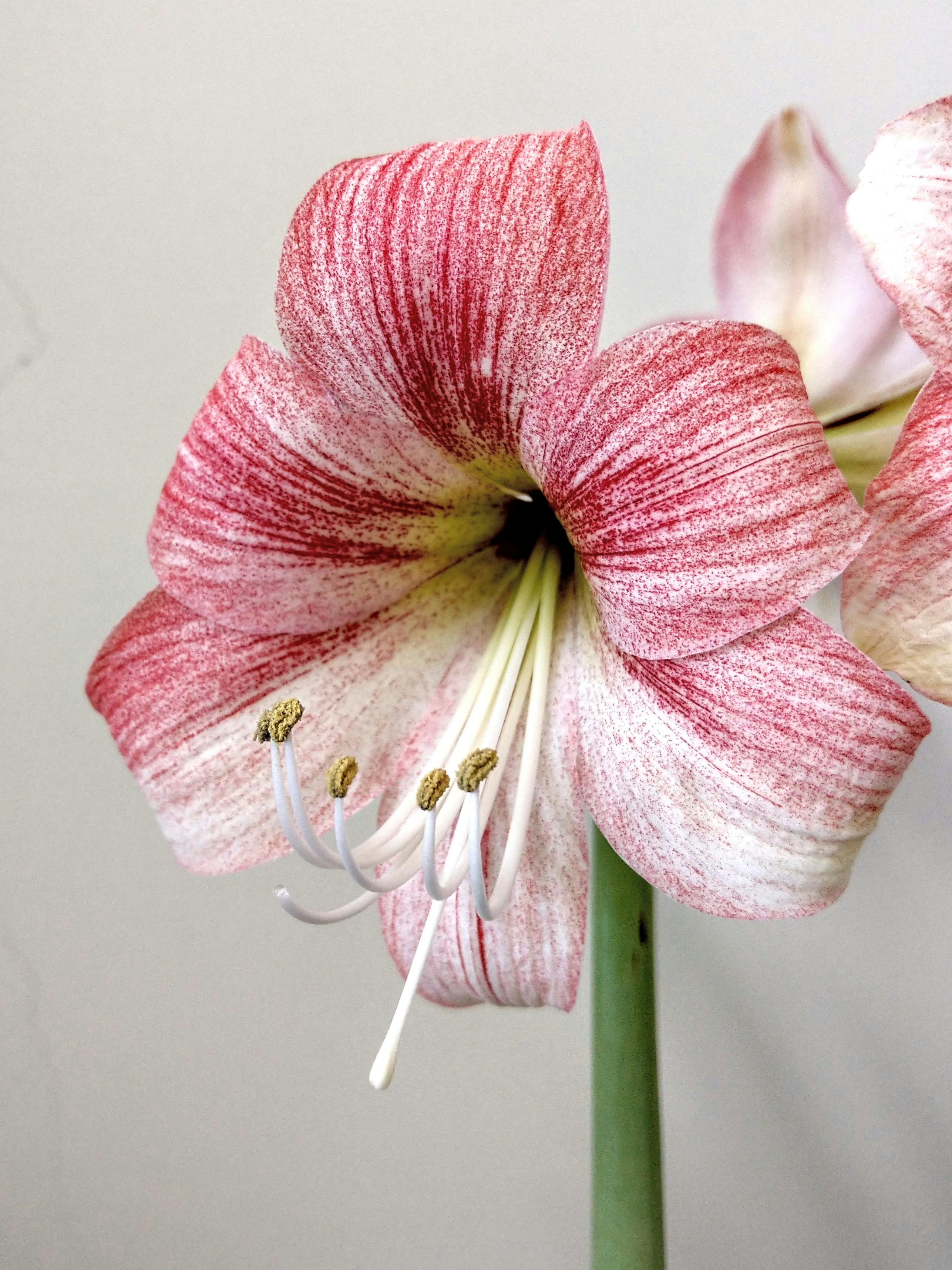 Flor Roja De 6 Pétalos · Foto de stock gratuita