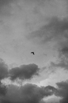 A solitary bird flies against a dramatic, monochrome cloudy sky in São Paulo, Brazil.