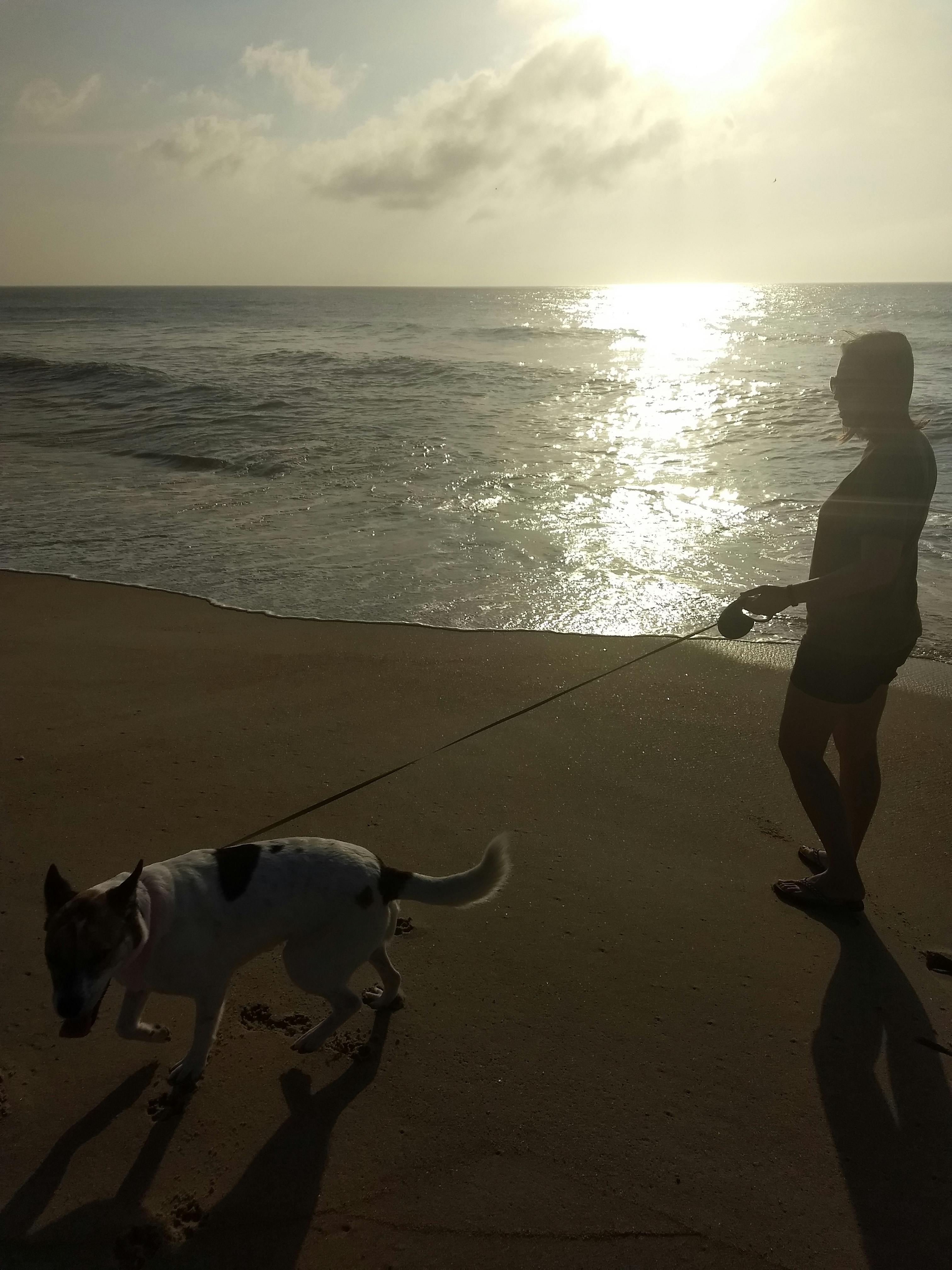 Free stock photo of beach sunset, dog walking, sunset