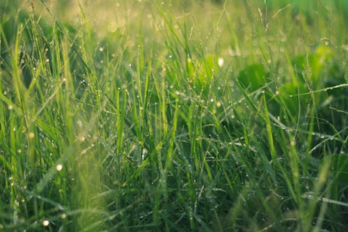 Бесплатное стоковое фото с былинка, зеленая трава, капельки воды