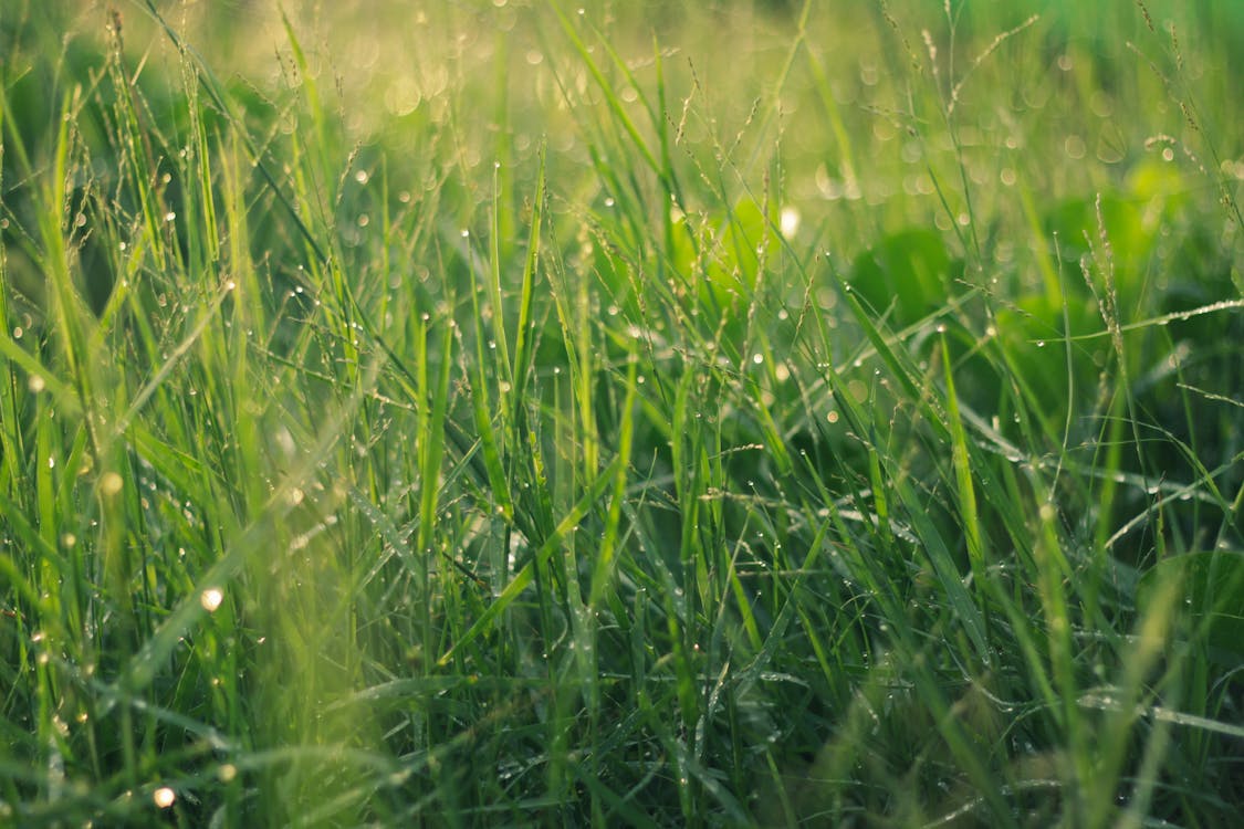 Green Grass in close Up Shot