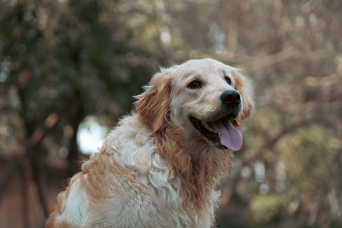 Foto stok gratis anjing, anjing golden retriever, berbulu