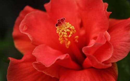 Close-Up Shot of a Red Hibiscus in Bloom