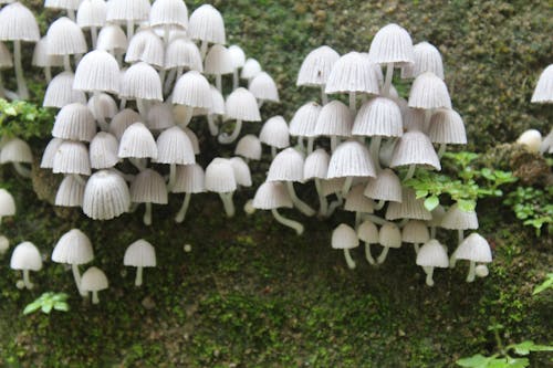 Základová fotografie zdarma na téma divoké houby