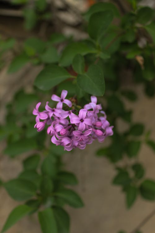 Purple Flower in Close Up Photography