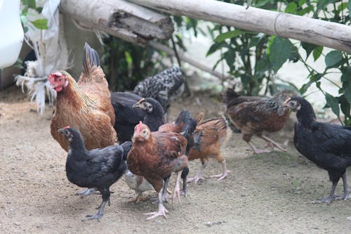 Základová fotografie zdarma na téma kuřecí farma