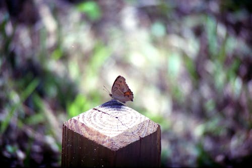 Butterfly on Wooden Post