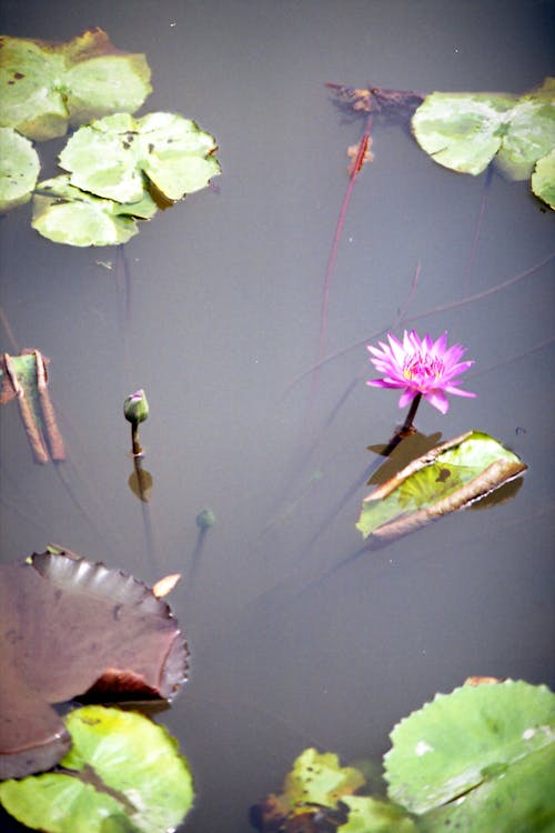Bezpłatne Darmowe zdjęcie z galerii z jezioro, lilie wodne, lotos Zdjęcie z galerii