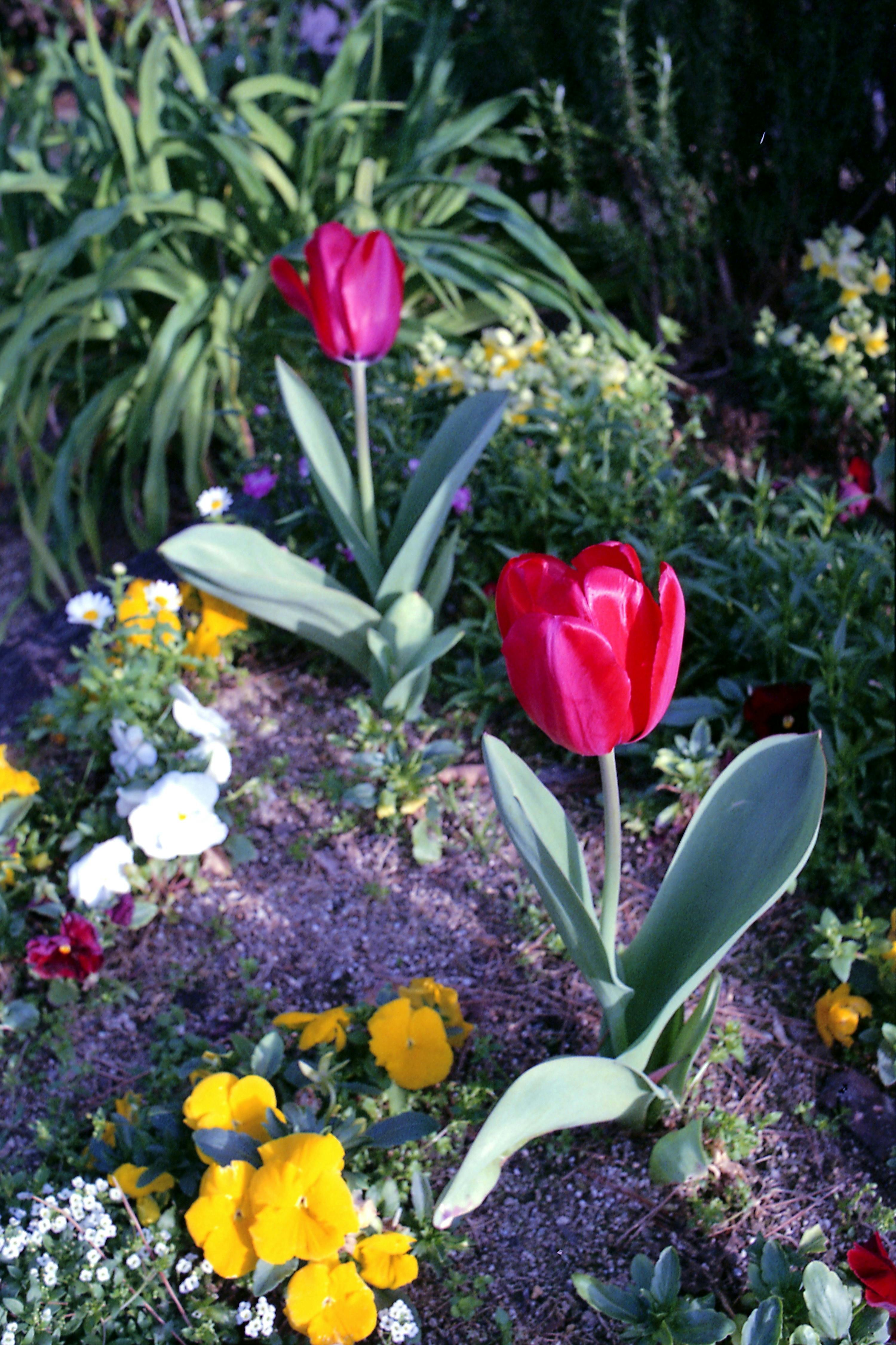 [ColoSach]-a-colorful-close-up-of-vibrant-red-tulips-surrounded-by-spring-flowers-in-a-lush-garden.