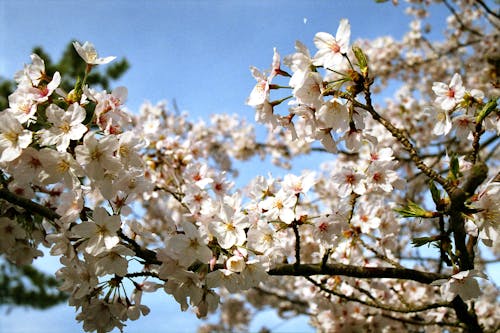 Free White Cherry Blossom Flowers Stock Photo