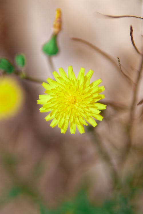 Free Close-up Photo of a Vibrant Yellow Flower  Stock Photo