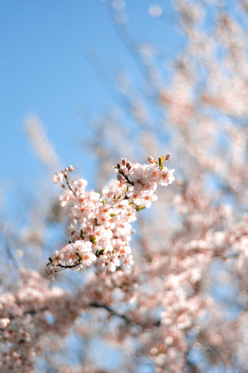 Close-Up Shot of White Cherry Blossoms in Bloom