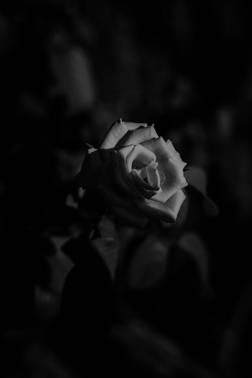 Grayscale Photo of Rose Flower