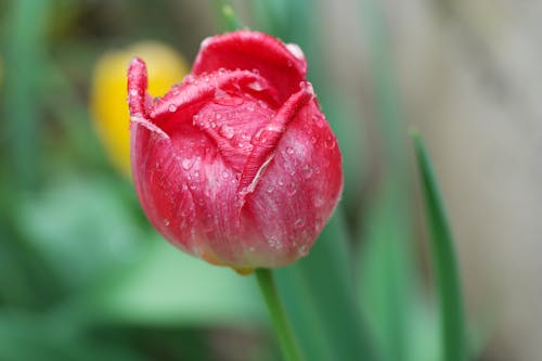 Red Tulip in Close Up Photography