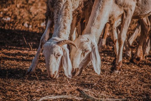 Free A group of sheep grazing on a rural farm in Daura, Nigeria under warm daylight. Stock Photo