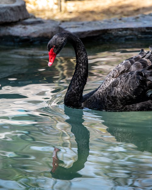 Close-Up Shot of a Black Swan Swimming on the Lake